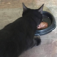 photo de livraison pour Association des Chats Camarguais