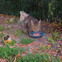 photo de livraison pour Adoption Féline Estuaire