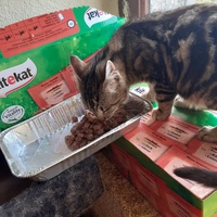 photo de livraison pour Jardin des Chats