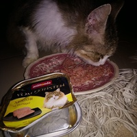 photo de livraison pour Les Chats de la Rue