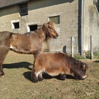 photo de livraison pour Syrou