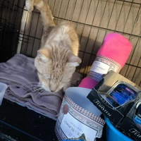 photo de livraison pour Chats Libres de Béziers