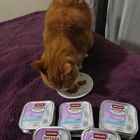 photo de livraison pour 7 Vies de chats de la Côte Indigo