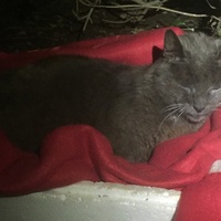 photo de livraison pour Félin Pour L’Hôte