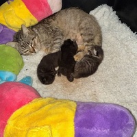 photo de livraison pour Les Chats-Pitresdelavi-Ste