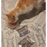 photo de livraison pour Association des Chats Camarguais