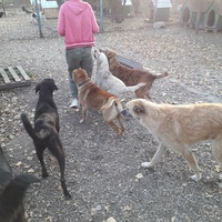 photo de livraison pour Antonia Save Animals