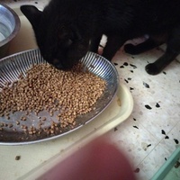 photo de livraison pour Chats Grains d'Amour