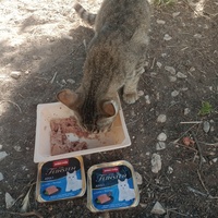 photo de livraison pour Les Chats-Pitresdelavi-Ste