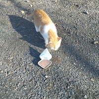 photo de livraison pour Hearthland Royal Horse