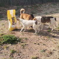 photo de livraison pour 4 Pattes Mogador