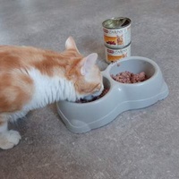photo de livraison pour Les Chats Libres de la Canterrane