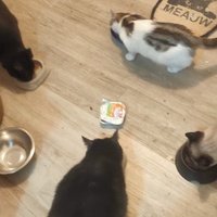 photo de livraison pour Libre-Chats-Errants