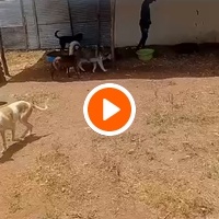 photo de livraison pour Comme Chiens et Chats Maroc
