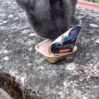 photo de livraison pour Les Chats'nonymes