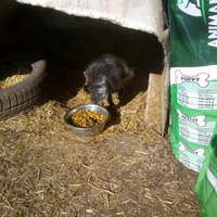 photo de livraison pour Serbian Society for the Protection of Animals - SSPA