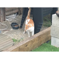 photo de livraison pour Association des Chats Camarguais