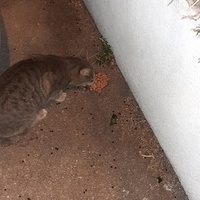 photo de livraison pour Protect Cat