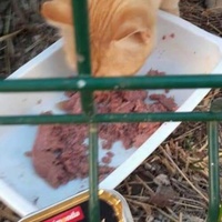 photo de livraison pour Les Chats-Pitresdelavi-Ste