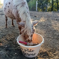 photo de livraison pour Les Chevaux d'Elo