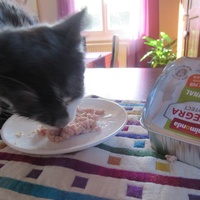 photo de livraison pour Jardin des Chats