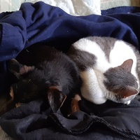 photo de livraison pour Pour l'Amour des Chats