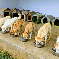 photo de livraison pour SOS Animaux Tunisie