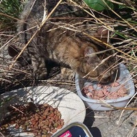 photo de livraison pour Les Chats-Pitresdelavi-Ste