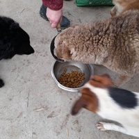 photo de livraison pour Udruženje za zaštitu životinja "Pongo"
