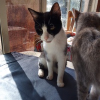 photo de livraison pour Amicale Chats