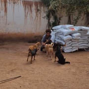 photo de livraison pour Help Adopt Moroccan Animals
