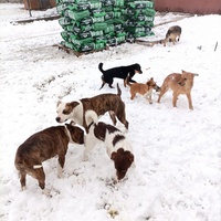 photo de livraison pour Udruzenje za Zastitu Zivotinja Srecko, Valjevo