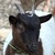 photo animal