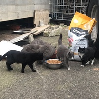 photo de livraison pour Castel Cats