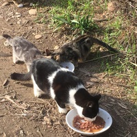 photo de livraison pour Ecole du Chat des Alpilles