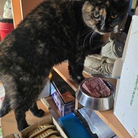 photo de livraison pour Amis de Myrtille