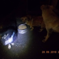 photo de livraison pour Pro Animals Finland ry