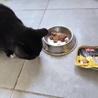 photo de livraison pour Association Chats Errants Val de Nièvre