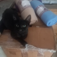 photo de livraison pour Les Pattounes de l'Espoir