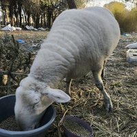 photo de livraison pour Chats Libres de Béziers
