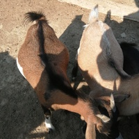 photo de livraison pour La Ferme des Zanimobiles