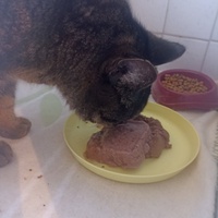 photo de livraison pour CAPPA