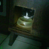 photo de livraison pour Pattes de Chats 50