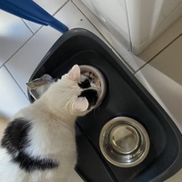 photo de livraison pour Les Chats de Condom 32