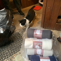 photo de livraison pour Les chats de chez nous