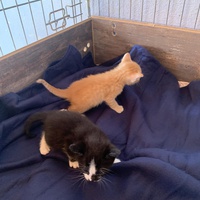 photo de livraison pour Association des Chats Camarguais