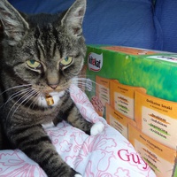 photo de livraison pour Ecole du Chat de la Vallée d'Auge