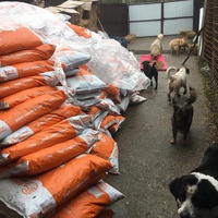 photo de livraison pour Saving Orphaned Souls Sheila's Animal Rescue Mission