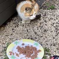 photo de livraison pour Ecole du Chat des Alpilles