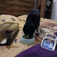 photo de livraison pour 7 Vies de chats de la Côte Indigo